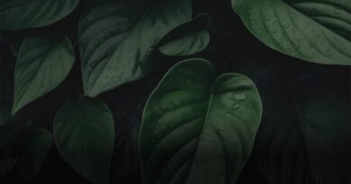 Organizing Your Home: Tips for Creating Sancity