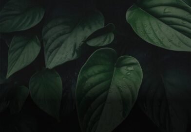 Organizing Your Home: Tips for Creating Sancity