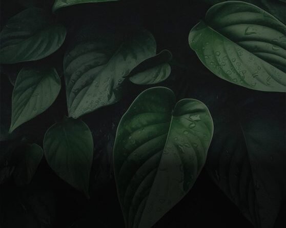 Organizing Your Home: Tips for Creating Sancity